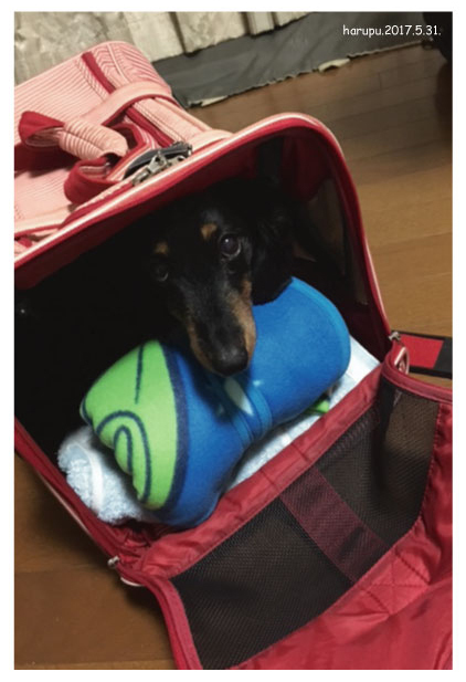 bag-in-bag.jpg