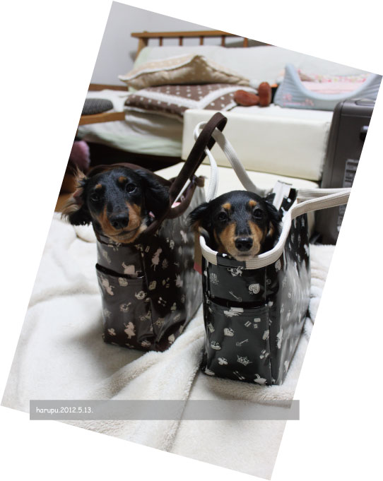 in-bag.2012.05.13..jpg